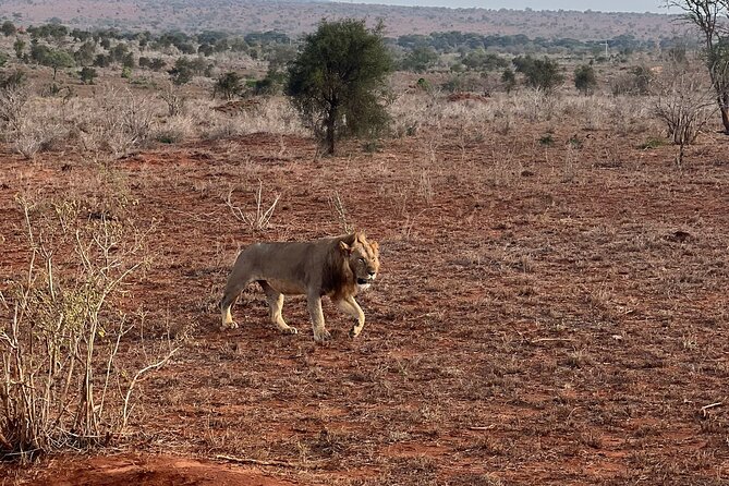 Private 3 Days Train Package Lumo Conservancy (Taita Hills) - Price and Guarantee