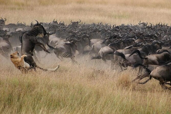 Private 4 Days Tour in Serengeti Safari - The Sum Up