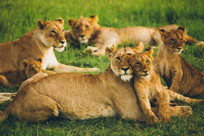 Private 5-Day Tanzania Ultimate Safari - Price and Booking Information