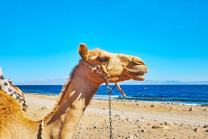 Private 5 in 1 Desert Adventure in Sharm El-Sheikh With Pickup - Additional Information
