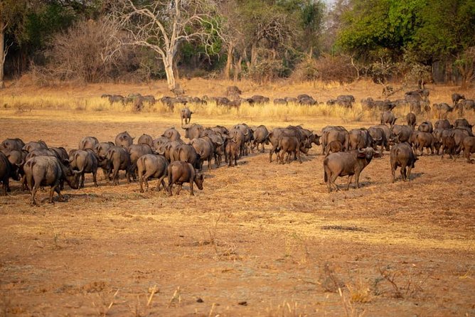 Private 6-Day Wildebeest Migration Safari + Hazdabe Lake Eyasi - Meal Plan