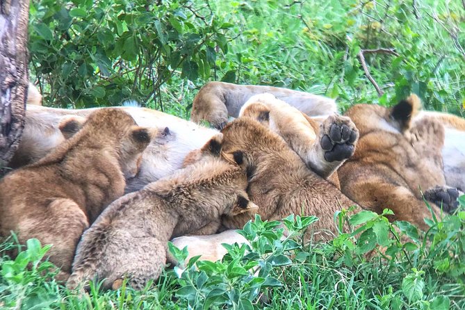 Private 6 Days Aberdares, Lake Nakuru and Masai Mara Wildlife Safari - Cancellation Policy Details