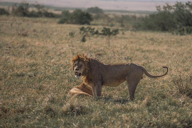 Private 6 Days Mid Range Tanzania Lodge Safari Experience - Additional Details