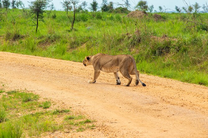 Private 9 Days Wildlife Tour in Uganda - Group Size Variations