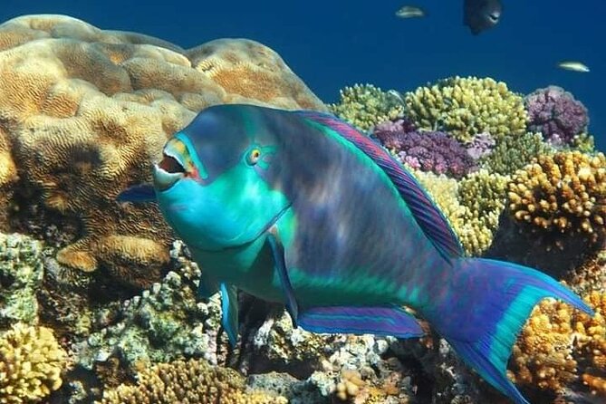 Private Abu Dabbab Dugong Bay Snorkeling Experience From Hurghada - Booking and Availability