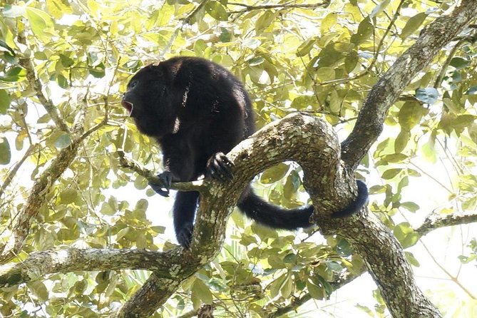 Private Altun Ha Maya Ruin & Howler Monkey Adventure From Belize City - Reviews