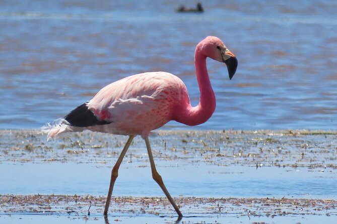 Private Bird Watching on Lake Titicaca - Pricing and Group Size