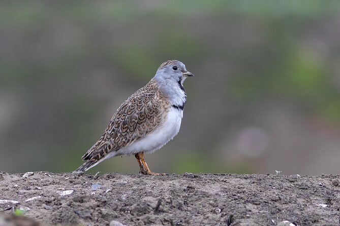 Private Birdwatching and Photography in Lomas De Lachay - Travel Time: 2-3 Hours