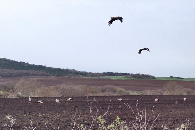 Private Birdwatching at Any of the 3 Unique Spots From Sofia - The Sum Up