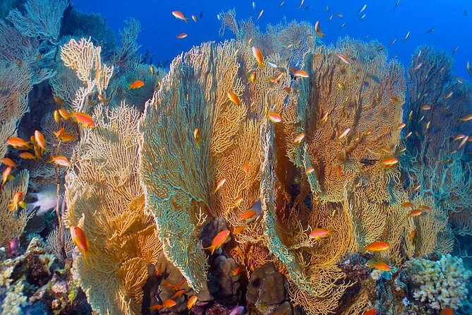 Private Boat Hire in Dahab - Pickup and Meeting Details