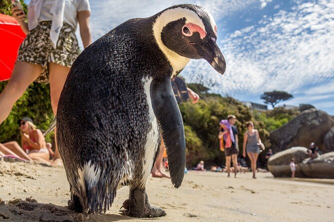 Private Cape of Good Hope, Chapman's Peak Drive, Penguin Day Tour - Price Information