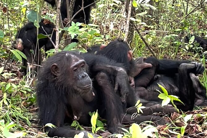 Private Chimpanzee Safari Gombe National Park - Pricing and Booking Information