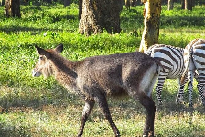 Private Crescent Island Tour and Boat Ride in Nairobi - Additional Details