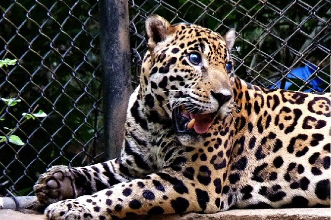 Private Day Tour Of Arignar Anna Zoological Park From Chennai - Pricing and Cancellation Policy