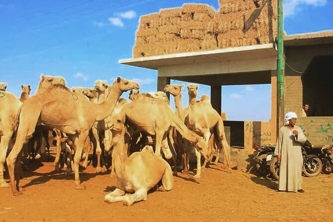 Private Day Tour to Camel Market of Birqash In Cairo - Pricing and Payment