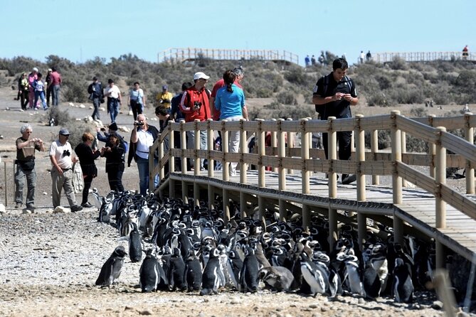Private Day Tour to Punta Tombo Penguin Colony From Puerto Madryn - Important Information