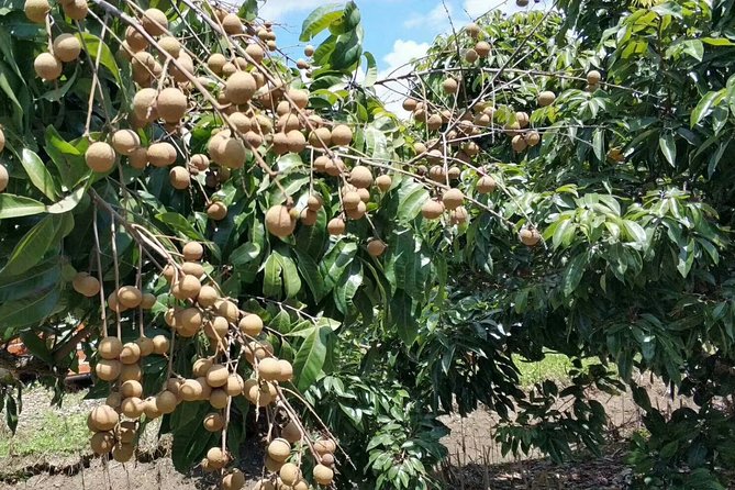 Private Day Tour to Shimen National Park From Guangzhou + Seasonal Fruit Pickup - Operator Details