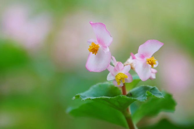 Private Day Tour to South China Botanical Garden From Guangzhou - Pricing Details