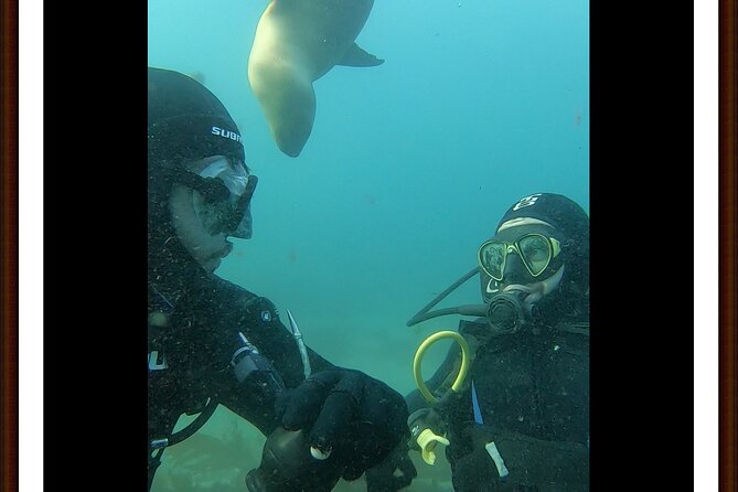 Private Diving Experience With Sea Lions in Punta Loma - Scheduling and Accessibility Information