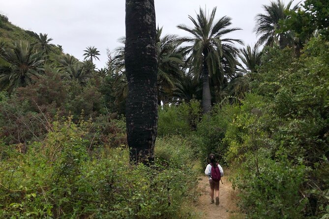 Private Excursion to the Palm Forest in Viña Del Mar - What to Expect