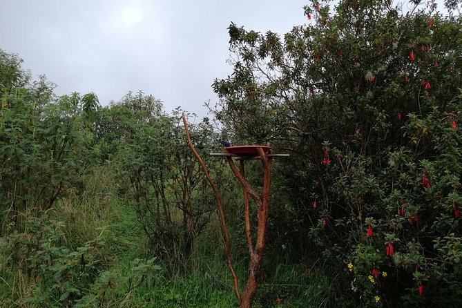 Private Excursion to Yanacocha Reserve- Bird Watch - Private Guide Insights