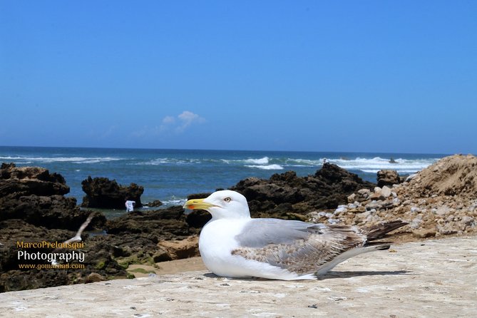 Private Full-Day Trip From Marrakech to Essaouira - Booking Information