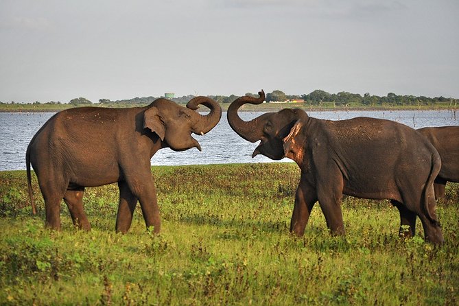 Private Full Day Trip Pidurangala & Madirigiriya From Sigiriya/Habarana - Cancellation Policy