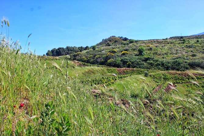 Private Guided Sicilian Winery Visit With Lunch - Pricing, Guarantee, and Availability