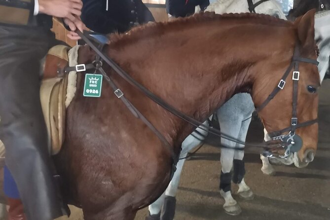 Private Half Day Tour in Lusitanian Horses and Photography Museum - Tour Highlights
