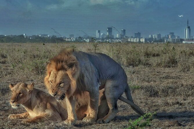 Private Half Day Tour in Nairobi National Park - Price and Guarantee