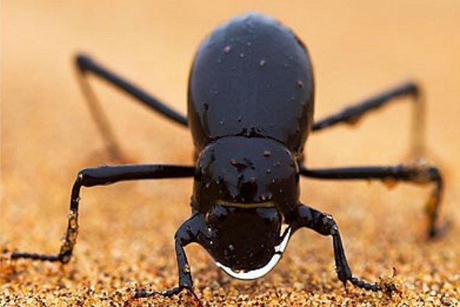 Private Highlights Of Namib Dunes Experience - What To Expect During the Tour