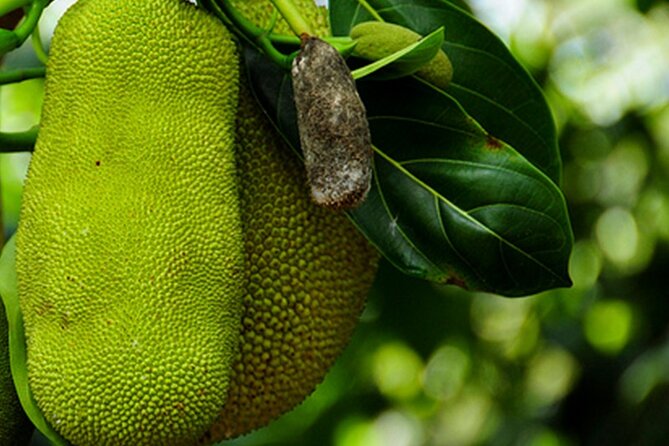 Private Jozani Forest Tour With Spice Farm Experience - Lunch Menu