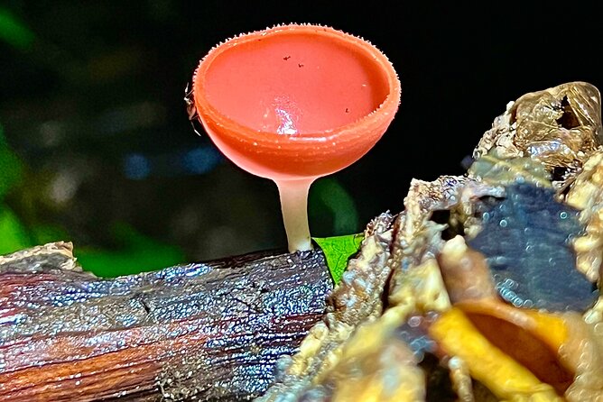 Private Jungle Night Tour in Quepos - Tour Overview
