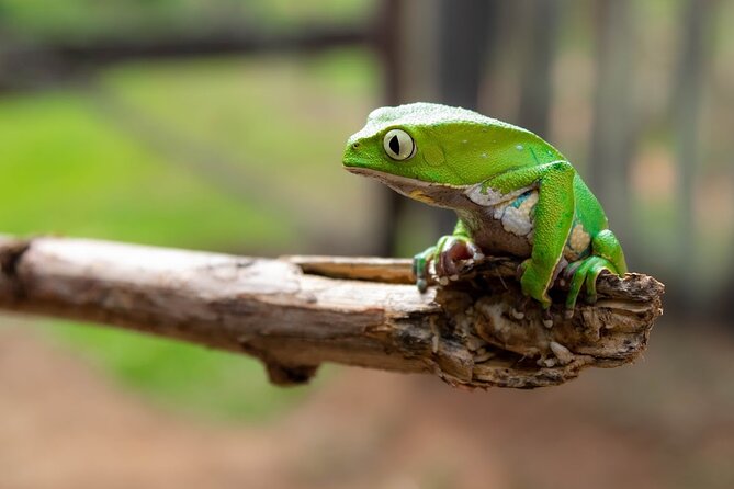 Private Jungle Tour in the Carara National Park - Accessibility and Transportation