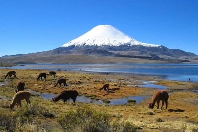 Private Lauca National Park & Chungara Lake From Arica - What to Bring on the Tour