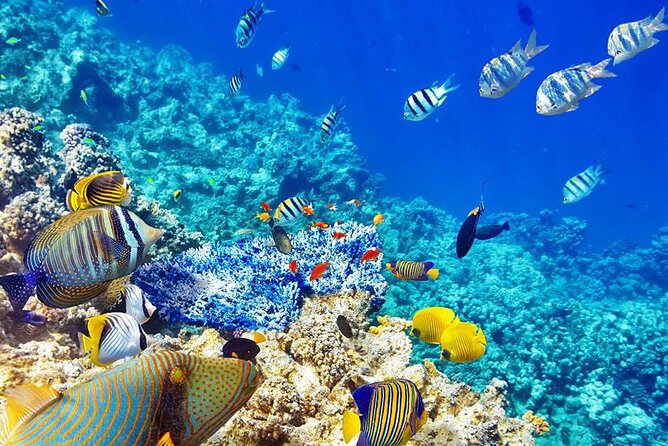 Private Mnemba Island Tour; Spice Tour; Prison Island Tour - Tour Amenities
