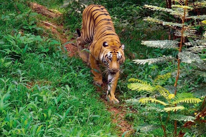 Private Ranthambore Wildlife Safari Tour From Delhi - Additional Information