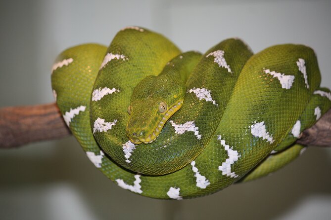Private Reptile Zoo Adventure Tour With Guide in Cartagena - Booking Process and Tips