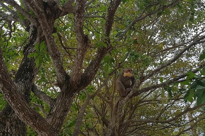 Private Roundtrip Transfer to My Son Holyland- Marble Mountain- Monkey Mountain - Pricing and Policies