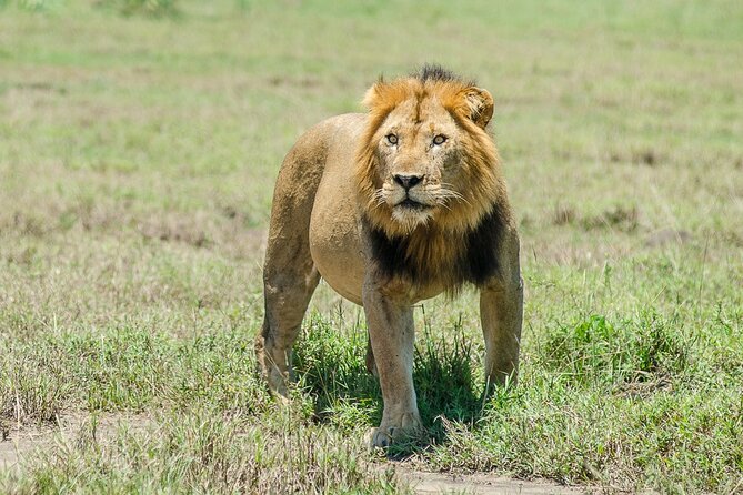 Private Safari to Kibale and Murchison Falls - Meal Inclusions