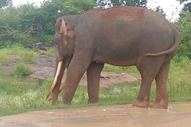 Private Safari Tour in Udawalawe National Park - Confirmation and Accessibility