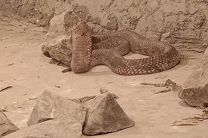 Private Safari Tour To Africano Park Alexandria From Cairo - Pricing and Booking