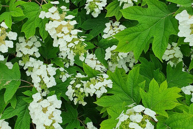 Private Session Learning Italian in the Boboli Gardens - Pricing and Booking