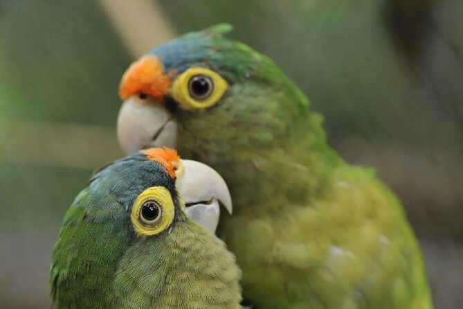 Private Sightseeing Tours Puntarenas Natuwa Rescue Center - Meeting and Pickup Details