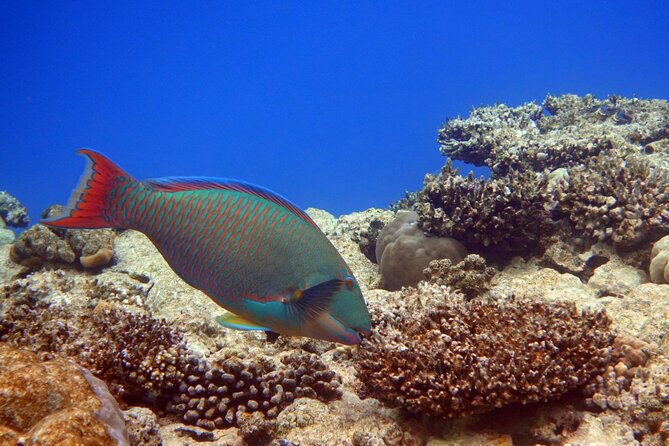 Private Speedboat Excursion Dolphin House Discovery in Hurghada - Directions