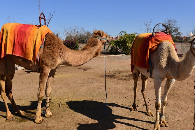 Private Sunset Camel Ride in the Palm Grove of Marrakech Palmeraie:Private Tour - Additional Information