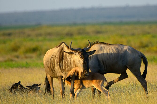 Private Tarangire National Park Day Tour - Booking Information