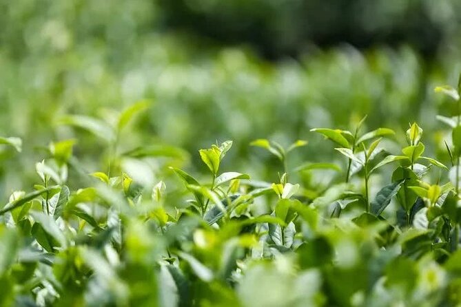 Private Tea Mountain and Bamboo Sea Day Tour - Inclusions and Exclusions