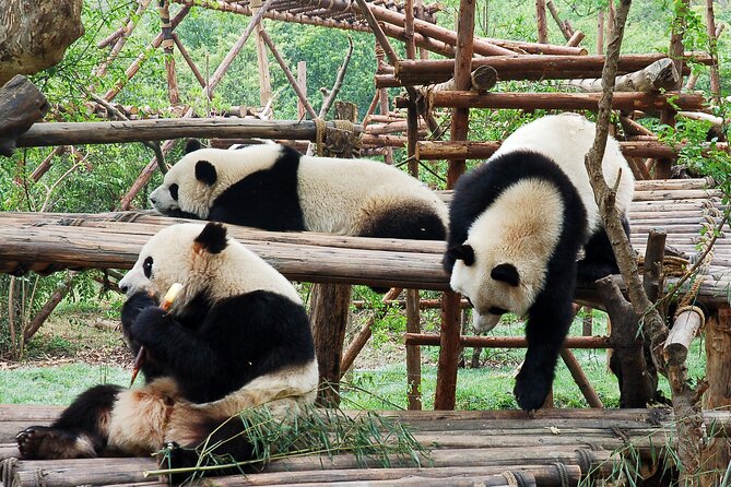 Private Tour Chengdu Panda Breeding Center With Volunteer - Frequently Asked Questions