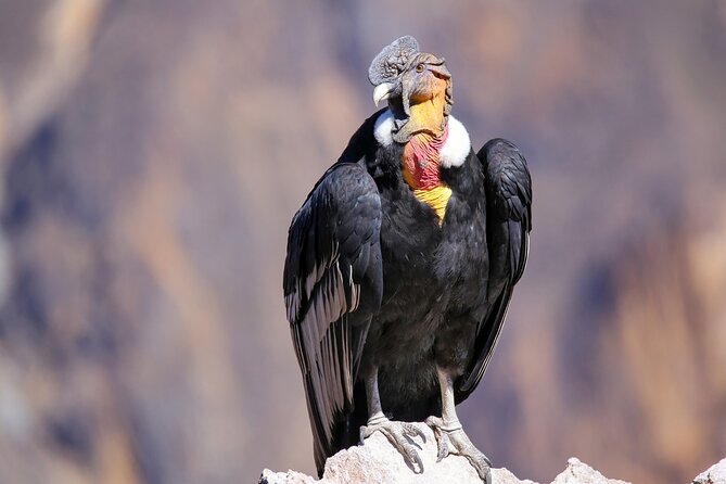 Private Tour Chonta Condor Viewpoint From Cusco - Cancellation Policy